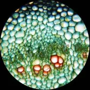 ميكروسكوپ دوچشمی زیستی مدل AMscope B120