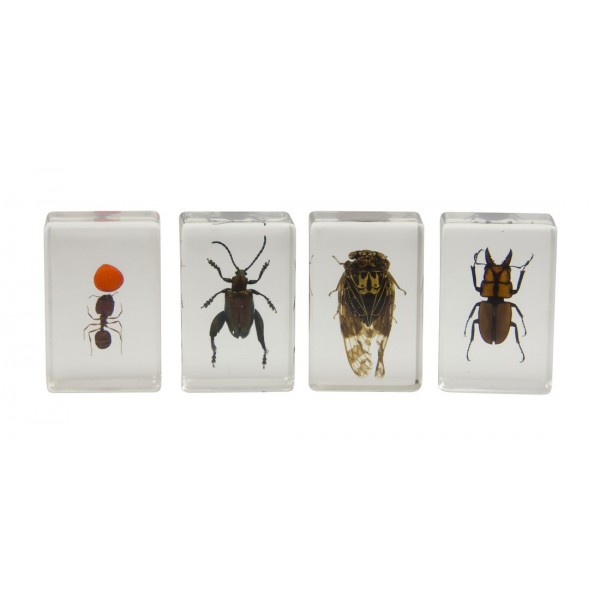 نمونه سه‌بعدی حشرات سلسترون (بسته شماره ۳)