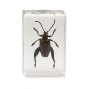 نمونه سه بعدی میکروسکوپ حشرات سلسترون celestron 3d bug specimens kit 44409 13