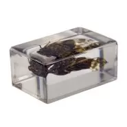 نمونه سه‌بعدی حشرات سلسترون (بسته شماره ۳)