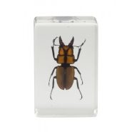 نمونه سه بعدی میکروسکوپ حشرات سلسترون celestron 3d bug specimens kit 44409 17