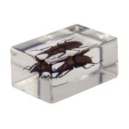 نمونه سه بعدی میکروسکوپ حشرات سلسترون celestron 3d bug specimens kit 44409 18