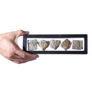 مجموعه پنج فسیل ترایلوبایت متعلق به 450 میلیون سال قبل