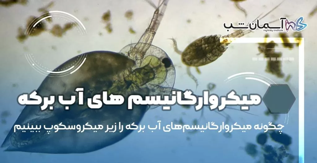 چگونه میکروارگانیسم‌های آب برکه را زیر میکروسکوپ ببینیم؟