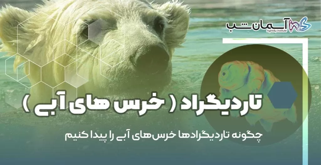چگونه تاردیگرادها خرس‌های آبی را پیدا کنیم