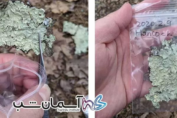 چگونه تاردیگرادها خرس های آبی را پیدا کنیم 3 نحوه جمعآوری نمونه