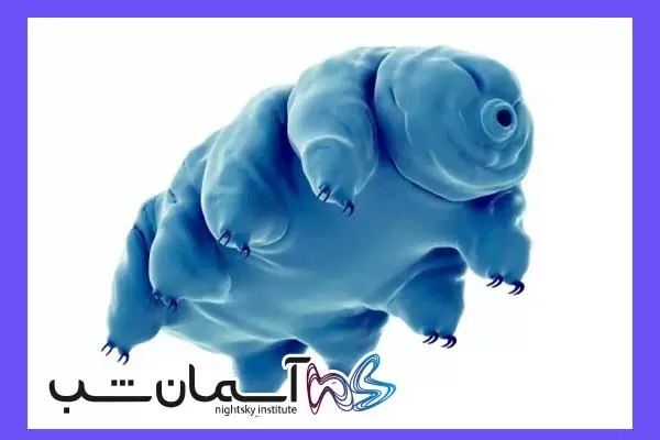 چگونه تاردیگرادها خرس های آبی را پیدا کنیم 1 چگونه تاردیگرادها (خرسهای آبی) را پیدا کنیم