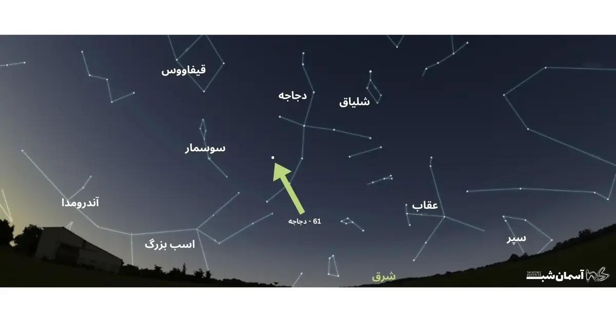 ۶۱-دجاجه